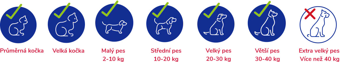 Small-dog-large-cats